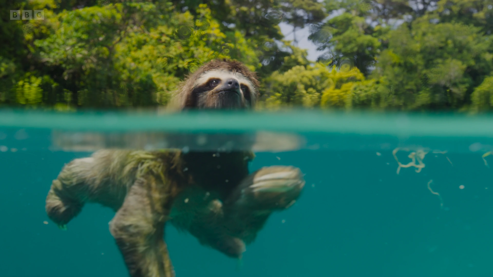 Pygmy three-toed sloth (Bradypus pygmaeus) as shown in Planet Earth II - Islands